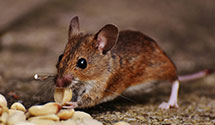 pre-construction-termite-treatment Experts in Rock Glen